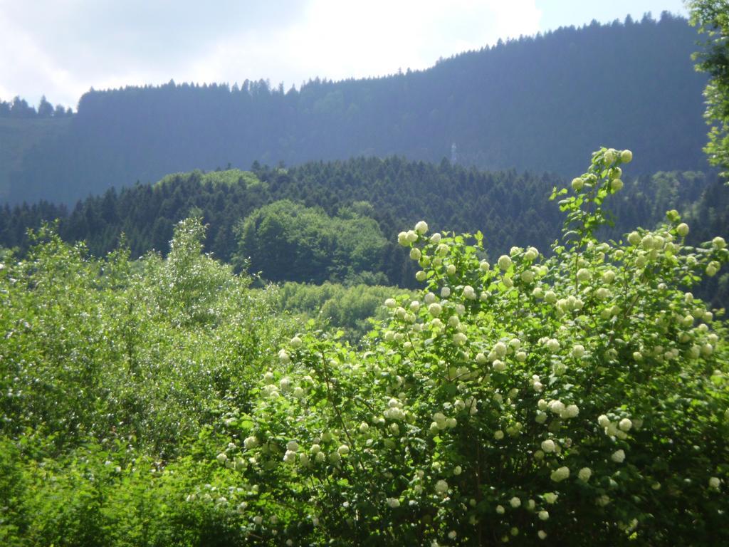 Gasthaus Finken Oppenau Buitenkant foto